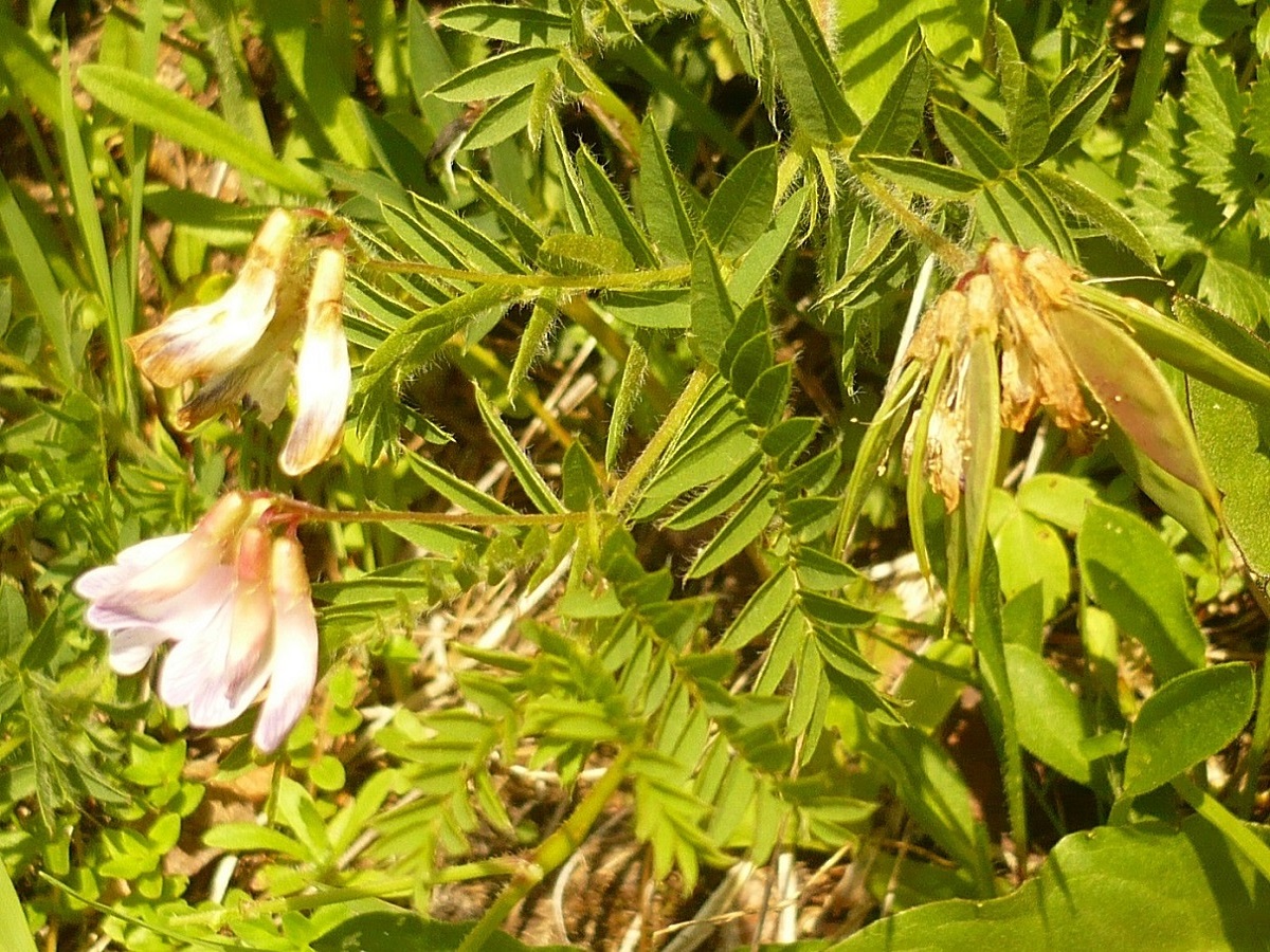 Vicia orobus (Fabaceae)